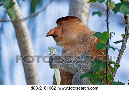 Asia, Borneo, Malaysia, Sarawak, Bako National Park, Proboscis monkey or long-nosed monkey (Nasalis larvatus), adult male. View Large Photo Image Stock Image - Asia, Borneo, Malaysia, Sarawak, Bako National Park, Proboscis monkey or long-nosed monkey (Nasalis larvatus), adult male.. Fotosearch