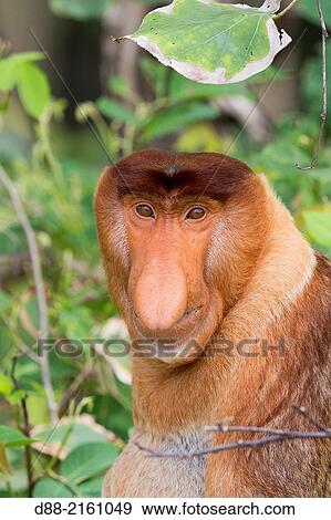 Asia, Borneo, Malaysia, Sarawak, Bako National Park, Proboscis monkey or long-nosed monkey (Nasalis larvatus), adult male. View Large Photo Image Stock Photo - Asia, Borneo, Malaysia, Sarawak, Bako National Park, Proboscis monkey or long-nosed monkey (Nasalis larvatus), adult male.. Fotosearch
