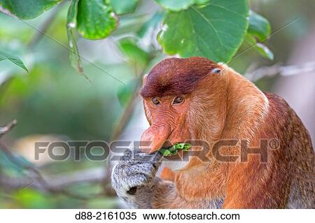 Asia, Borneo, Malaysia, Sarawak, Bako National Park, Proboscis monkey or long-nosed monkey (Nasalis larvatus), adult male. View Large Photo Image Stock Photography - Asia, Borneo, Malaysia, Sarawak, Bako National Park, Proboscis monkey or long-nosed monkey (Nasalis larvatus), adult male.. Fotosearch