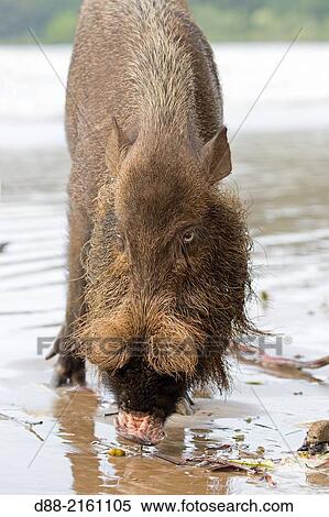 Asia, Borneo, Malaysia, Sarawak, Bako National Park, Bornean bearded pig (Sus barbatus), on the beach. View Large Photo Image Stock Photography - Asia, Borneo, Malaysia, Sarawak, Bako National Park, Bornean bearded pig (Sus barbatus), on the beach.. Fotosearch