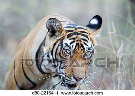 Asia, India, Rajasthan, Ranthambore National Park, Bengal tiger (Panthera tigris tigris), walking. View Large Photo Image Stock Image - Asia, India, Rajasthan, Ranthambore National Park, Bengal tiger (Panthera tigris tigris), walking.. Fotosearch