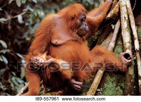 Stock Image - Asia, Indonesia, Sumatra, Orangutan (Pongo Pygmaeus). Fotosearch