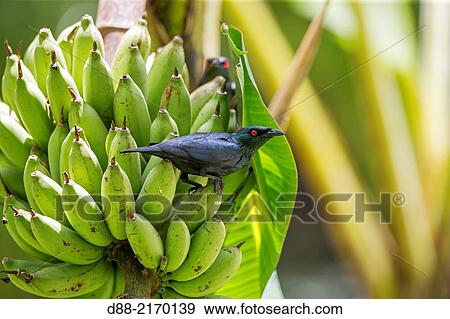 Asia, Malaysia, Borneo, Sabah, Kota Kinabalu, Asian Glossy Starling (Aplonis panayensis). View Large Photo Image Stock Photo - Asia, Malaysia, Borneo, Sabah, Kota Kinabalu, Asian Glossy Starling (Aplonis panayensis).. Fotosearch