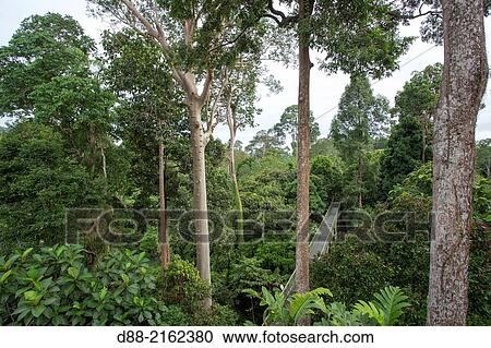 Asia, Malaysia, Borneo, Sabah, Sandakan, Sepilok forest, primary forest, canopy. View Large Photo Image Stock Image - Asia, Malaysia, Borneo, Sabah, Sandakan, Sepilok forest, primary forest, canopy.. Fotosearch