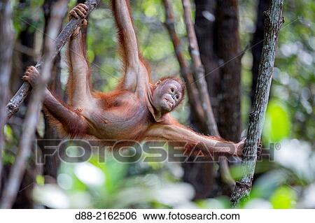 Asia, Malaysia, Borneo, Sabah, Sandakan, Sepilok Orang Utan Rehabilitation Center, Northeast Bornean orangutan (Pongo pygmaeus morio), young. View Large Photo Image Stock Photograph - Asia, Malaysia, Borneo, Sabah, Sandakan, Sepilok Orang Utan Rehabilitation Center, Northeast Bornean orangutan (Pongo pygmaeus morio), young.. Fotosearch