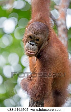 Asia, Malaysia, Borneo, Sabah, Sandakan, Sepilok Orang Utan Rehabilitation Center, Northeast Bornean orangutan (Pongo pygmaeus morio), young. View Large Photo Image Stock Photography - Asia, Malaysia, Borneo, Sabah, Sandakan, Sepilok Orang Utan Rehabilitation Center, Northeast Bornean orangutan (Pongo pygmaeus morio), young.. Fotosearch