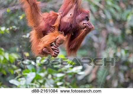 Picture - Asia, Malaysia, Borneo, Sarawak, Kuching, Semenggoh Wildlife Rehabilitation Center, Bornean orangutan (Pongo pygmaeus pygmaeus), adult female with baby.. Fotosearch