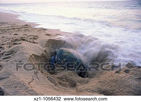 Stock Image - Asia, Oman, Ras el Hadd, Turtles Beach Reserve, eggs deposition time. Fotosearch