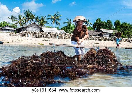 Picture - Asia, South-East Asia, Indonesia, Bali. Nusa Lembongan island. Harvesting seaweeds. Woman carrying baskets full of seaweeds.. Fotosearch