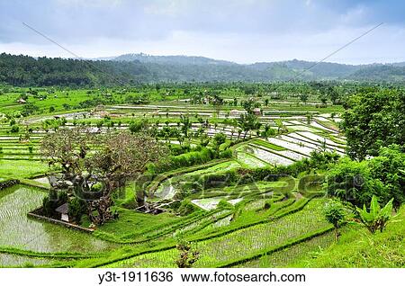 Asia, South-East Asia, Indonesia, Bali. Outskirts of Ubud, rice fields. View Large Photo Image Stock Photograph - Asia, South-East Asia, Indonesia, Bali. Outskirts of Ubud, rice fields.. Fotosearch