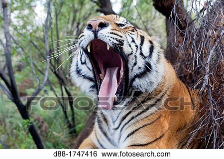 Asian Bengal Tiger (Panthera tigris tigris), private reserve View Large Photo Image Stock Photograph - Asian Bengal Tiger (Panthera tigris tigris), private reserve. Fotosearch
