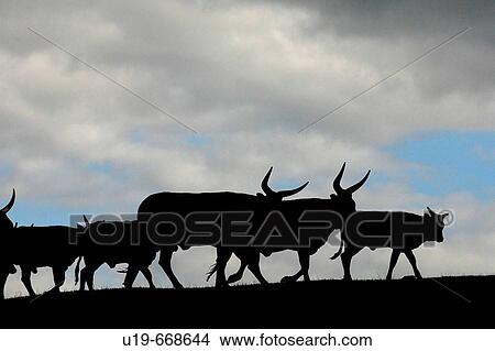 Asian Buffalo (Bubalus bubalis arnee) View Large Photo Image Picture - Asian Buffalo (Bubalus bubalis arnee). Fotosearch
