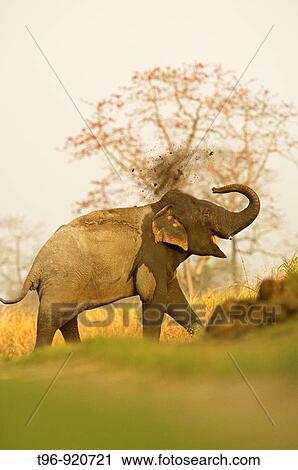 Stock Image - Asian Elephant (Elephas maximus) at Kaziranga National Park, Assam, India. Fotosearch