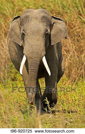 Stock Photography - Asian Elephant (Elephas maximus) at Kaziranga National Park, Assam, India. Fotosearch