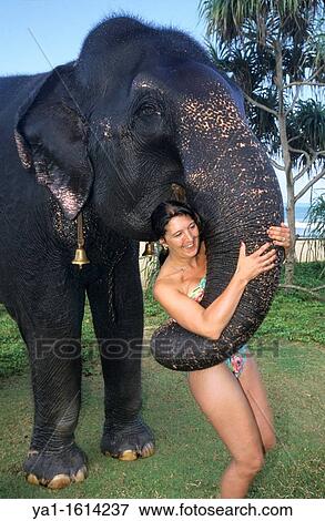 Asian elephant elephas maximus holding with trunk a lady tourist, Kalutara, Sri Lanka View Large Photo Image Stock Photo - Asian elephant elephas maximus holding with trunk a lady tourist, Kalutara, Sri Lanka. Fotosearch