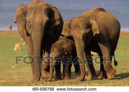 Asian Elephant (Elephas maximus) View Large Photo Image Stock Photo - Asian Elephant (Elephas maximus). Fotosearch