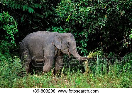 Stock Photo - Asian Elephant Elephas maximus. Fotosearch