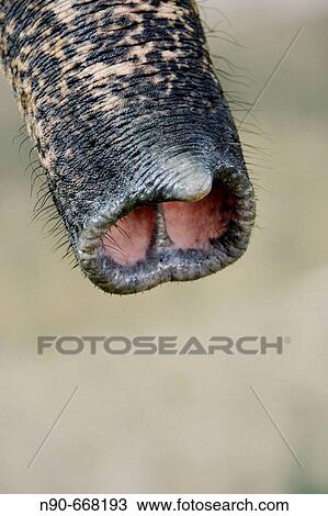 Asian Elephant View Large Photo Image Stock Image - Asian Elephant. Fotosearch