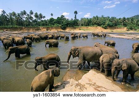 Asian elephants elephas maximus on Maha Oya river, Pinnawela Orphanage, Kegalle near Kandy, Sri Lanka View Large Photo Image Picture - Asian elephants elephas maximus on Maha Oya river, Pinnawela Orphanage, Kegalle near Kandy, Sri Lanka. Fotosearch