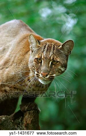 ASIAN GOLDEN CAT OR TEMMINK? S CAT catopuma temmincki, PORTRAIT OF ADULT View Large Photo Image Stock Photo - ASIAN GOLDEN CAT OR TEMMINK? S CAT catopuma temmincki, PORTRAIT OF ADULT. Fotosearch