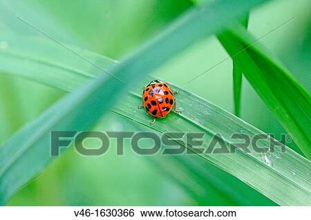 Asian ladybird, Harmonia axyridis Fourteen spot pattern on back of the red ladybird Hidden in grass View Large Photo Image Stock Photograph - Asian ladybird, Harmonia axyridis Fourteen spot pattern on back of the red ladybird Hidden in grass. Fotosearch