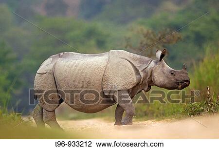 Asian One-horned Rhinoceros Rhinoceros unicornis crossing the road View Large Photo Image Stock Image - Asian One-horned Rhinoceros Rhinoceros unicornis crossing the road. Fotosearch