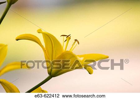 Stock Image - Asiatic lily (Lilium) Bloomfield, Ontario, Canada. Fotosearch