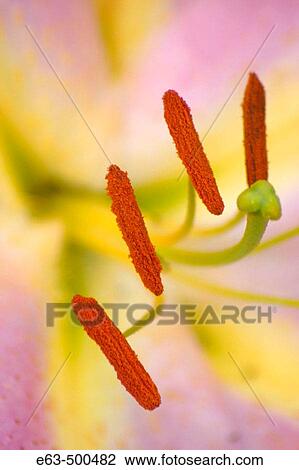 Asiatic lily (Lilium)? Tom Pouce?. Wellington, Ontario, Canada View Large Photo Image Stock Image - Asiatic lily (Lilium)? Tom Pouce?. Wellington, Ontario, Canada. Fotosearch