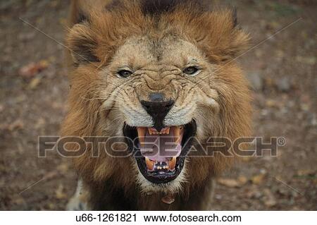 Asiatic lion India. View Large Photo Image Stock Image - Asiatic lion India.. Fotosearch