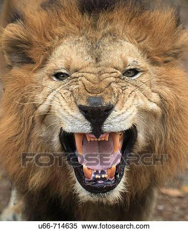 Stock Photography - Asiatic Lion, Kerala, India. Fotosearch