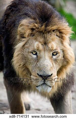 Asiatic lion (Panthera leo persica) View Large Photo Image Stock Image - Asiatic lion (Panthera leo persica). Fotosearch