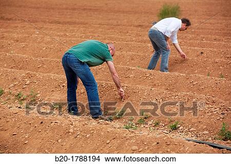 Picture - Asparagus growing field, Agricultural Investigation and Research, Agricultural fields, High Ribera, Arga-Aragon Ribera, Navarre, Spain. Fotosearch
