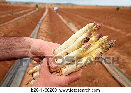 Asparagus growing field, Agricultural Investigation and Research, Agricultural fields, High Ribera, Arga-Aragon Ribera, Navarre, Spain View Large Photo Image Stock Image - Asparagus growing field, Agricultural Investigation and Research, Agricultural fields, High Ribera, Arga-Aragon Ribera, Navarre, Spain. Fotosearch
