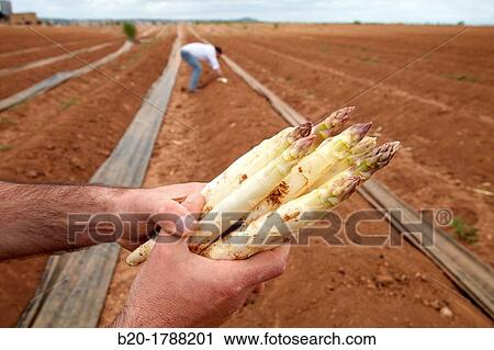 Asparagus growing field, Agricultural Investigation and Research, Agricultural fields, High Ribera, Arga-Aragon Ribera, Navarre, Spain View Large Photo Image Stock Image - Asparagus growing field, Agricultural Investigation and Research, Agricultural fields, High Ribera, Arga-Aragon Ribera, Navarre, Spain. Fotosearch