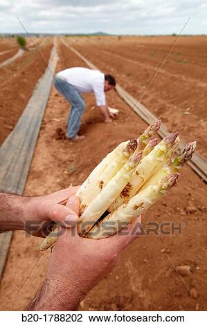 Asparagus growing field, Agricultural Investigation and Research, Agricultural fields, High Ribera, Arga-Aragon Ribera, Navarre, Spain View Large Photo Image Stock Image - Asparagus growing field, Agricultural Investigation and Research, Agricultural fields, High Ribera, Arga-Aragon Ribera, Navarre, Spain. Fotosearch