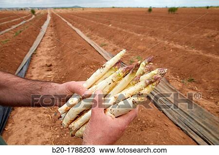 Asparagus growing field, Agricultural Investigation and Research, Agricultural fields, High Ribera, Arga-Aragon Ribera, Navarre, Spain View Large Photo Image Stock Image - Asparagus growing field, Agricultural Investigation and Research, Agricultural fields, High Ribera, Arga-Aragon Ribera, Navarre, Spain. Fotosearch
