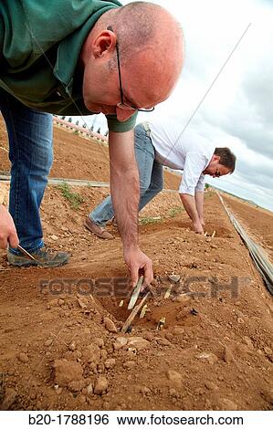 Asparagus growing field, Agricultural Investigation and Research, Agricultural fields, High Ribera, Arga-Aragon Ribera, Navarre, Spain View Large Photo Image Stock Photograph - Asparagus growing field, Agricultural Investigation and Research, Agricultural fields, High Ribera, Arga-Aragon Ribera, Navarre, Spain. Fotosearch