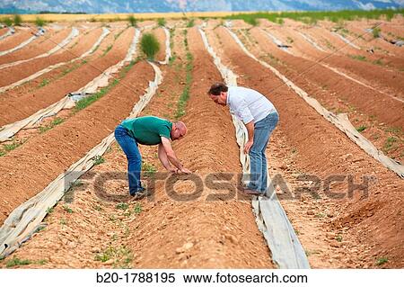 Asparagus growing field, Agricultural Investigation and Research, Agricultural fields, High Ribera, Arga-Aragon Ribera, Navarre, Spain View Large Photo Image Stock Photography - Asparagus growing field, Agricultural Investigation and Research, Agricultural fields, High Ribera, Arga-Aragon Ribera, Navarre, Spain. Fotosearch
