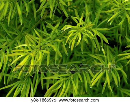 Asparagus plant foliage closeup View Large Photo Image Stock Photography - Asparagus plant foliage closeup. Fotosearch