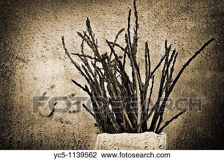 Asparagus View Large Photo Image Stock Image - Asparagus. Fotosearch