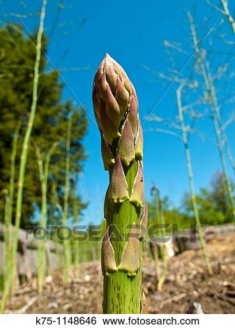 Asparagus View Large Photo Image Stock Photograph - Asparagus. Fotosearch