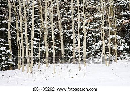 Aspen boles contrast against snow flocked evergreens after a fall snowstorm near Geyser Pass in the La Sal Mountains outside Moab, Utah, USA View Large Photo Image Stock Image - Aspen boles contrast against snow flocked evergreens after a fall snowstorm near Geyser Pass in the La Sal Mountains outside Moab, Utah, USA. Fotosearch