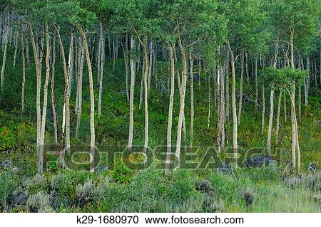 Aspen Grove, Beartooth Scenic Byway, WY, USA View Large Photo Image Stock Image - Aspen Grove, Beartooth Scenic Byway, WY, USA. Fotosearch