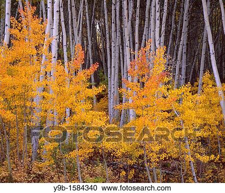 Aspen grove displays fall color and white trunks, near Skyway, Grand Mesa National Forest, Colorado, USA View Large Photo Image Stock Image - Aspen grove displays fall color and white trunks, near Skyway, Grand Mesa National Forest, Colorado, USA. Fotosearch