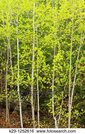 Aspen grove in light fog. Ontario. Canada. View Large Photo Image Stock Photograph - Aspen grove in light fog. Ontario. Canada.. Fotosearch