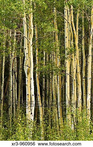 Aspen grove in the Maroon Bells Scenic Area near Aspen, Colorado View Large Photo Image Stock Photograph - Aspen grove in the Maroon Bells Scenic Area near Aspen, Colorado. Fotosearch