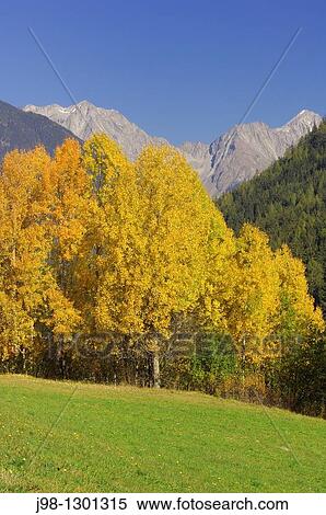Stock Photography - Aspen or Commen Aspen Populus tremula in autumn Dolomites, Alps, South Tyrol, Alto Adige, Italy, Europe. Fotosearch
