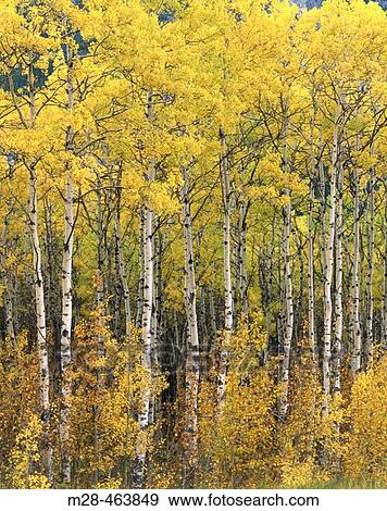 Stock Photo - Aspen (Populus tremuloides) grove in autumn. Kananaskis Country, Alberta, Canada. Fotosearch