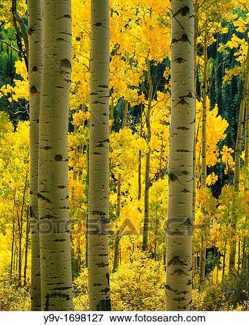 Aspen tree trunks, Fall in San Juan National Forest, Colorado, USA View Large Photo Image Stock Photo - Aspen tree trunks, Fall in San Juan National Forest, Colorado, USA. Fotosearch