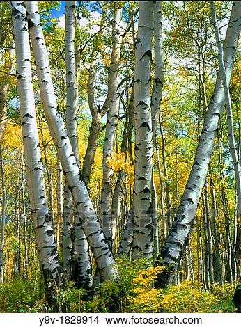 Aspen Tree Trunks in Fall San Juan National Forest, Colorado USA View Large Photo Image Picture - Aspen Tree Trunks in Fall San Juan National Forest, Colorado USA. Fotosearch